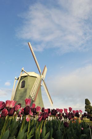 Tulip flowers and windmill in roozengaarde, skagit valleyの写真素材