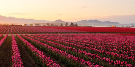 Skagit valley Tulip field at foggy sunriseの写真素材