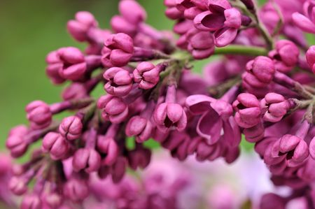 Lilac flowers