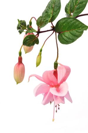 pink fuchsia flower isolated on white backgroundの写真素材