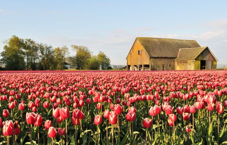 Tulip field with dilapidated old barn, Skagit Valley, Washingtonの写真素材