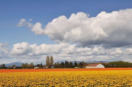 yellow and orange tulips in skagit valley farm  washingtonの写真素材