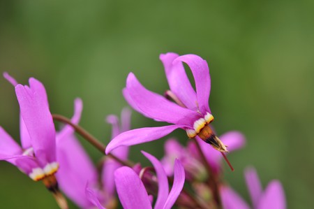 pink flower dodecatheon meadia shooting star with green backgroundの写真素材