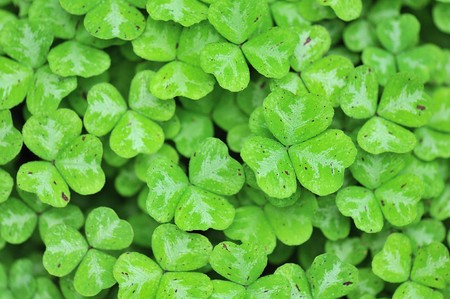 dotted clover leaves background