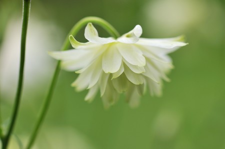 White Columbine flower with soft green backgroundの写真素材