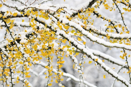 Autumn color ginkgo tree branches with first winter snowの写真素材