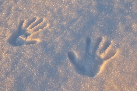 handprints on fresh snow under sunrise lightの写真素材