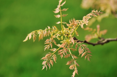 new leaves on a tree branch in springの写真素材