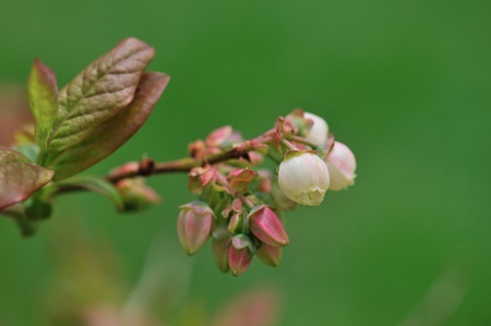 Blueberry flowers with green backgroundの写真素材