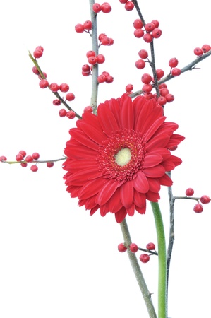 red gerber daisy and winter berries isolated on white background の写真素材