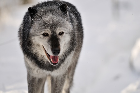 Grey Timber wolf in a refuge at the bottom of Grouse Mountainの写真素材