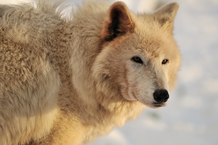 White Timber wolf in a refuge at the bottom of Grouse Mountain