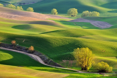 The rolling hills farmland in Palouse Washingtonの写真素材