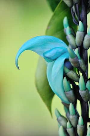 spectacular Hawaii Blue Jade Vine flower and Budsの写真素材