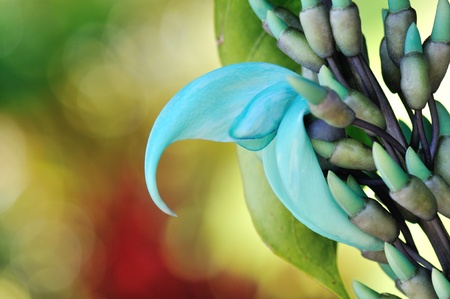 spectacular Hawaii Blue Jade Vine flower and Budsの写真素材