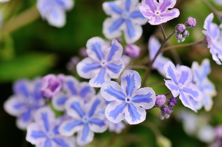 shade-loving woodland plants Omphalodes cappadocica Starry Eyesの写真素材