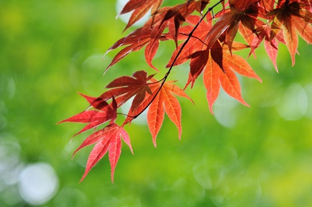Red Japanese Maple Leaves with green backgroundの写真素材