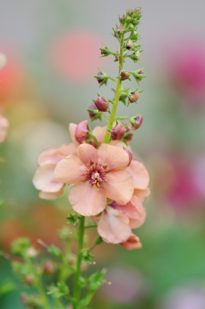 Verbascum Jackie, Hybrid Mullein, Cousins to the common roadside mulleinの写真素材