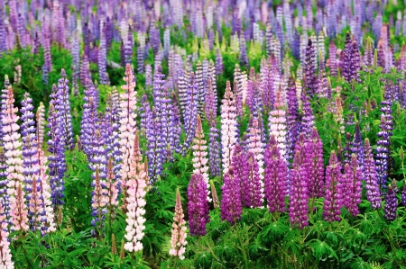Colorful Lupine flowers in a woodland fieldの写真素材