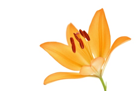 orange yellow lily flower isolated on white background の写真素材