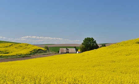 Yellow Canola Flower and farmhouse  in Palouse Washington Stateの写真素材