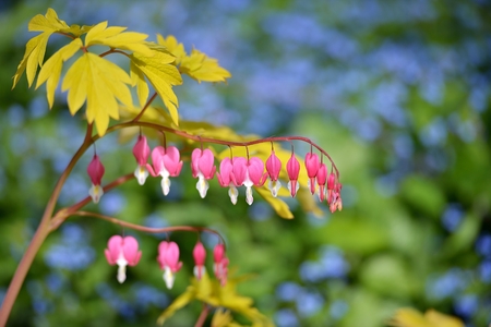 Bleeding Heart
Dicentra spectabilis 'Gold Heart'の写真素材