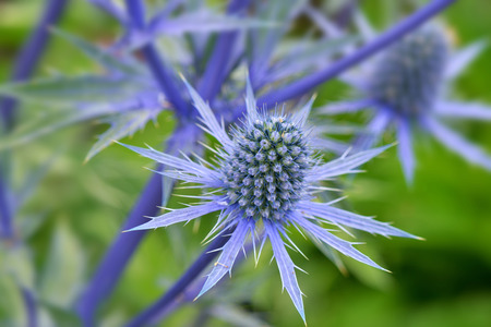 Eryngium planum Blue Sea Holly in gardenの写真素材