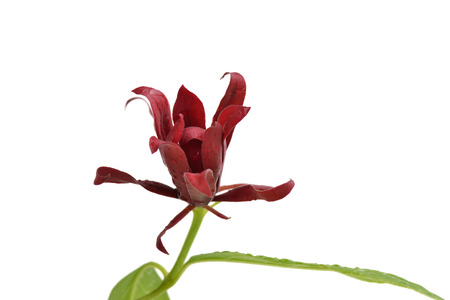 Calycanthus floridus, Common Name  Carolina allspice の写真素材