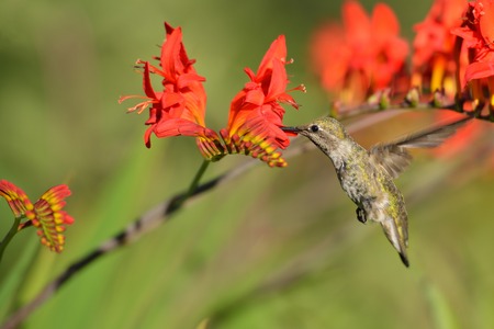 Annas Hummingbird Feeding on red Crocosmia flowersの写真素材