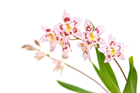 Odtdm. Mini Mutany 'Spring Fever', Oncidium Intergeneric Hybridsの写真素材