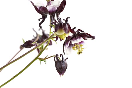 Aquilegia vulgaris Magpie Columbine flowers isolated on white backgroundの写真素材