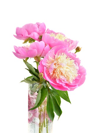 Paeonia lactiflora Bowl of Beauty in vase isolated on white backgroundの写真素材