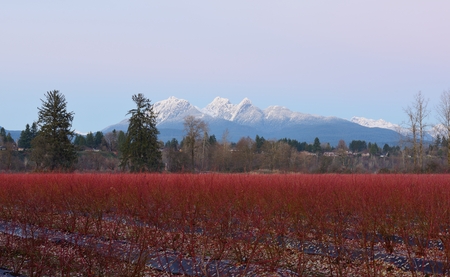 Fraser Valley Blueberry Field and Golden Ears Mountainの写真素材