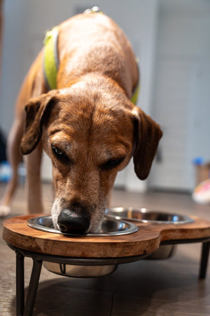 Brown dog enjoying a meal from a raised double stainless steel feeder, combining modern pet accessories, healthy feeding habits, comfort, and home care
