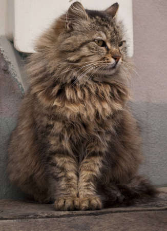 Cat resting の写真素材