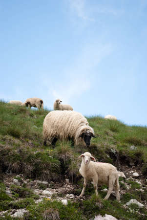Lamb and Sheepの写真素材