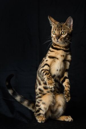 Beautiful young Bengali cat on a black backgroundの写真素材