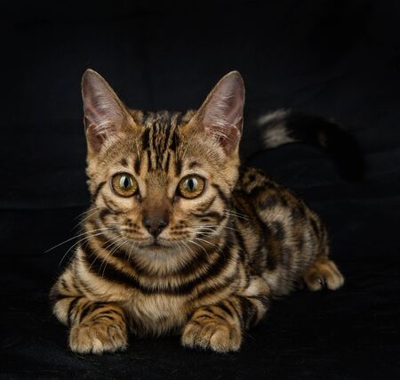 Beautiful young Bengali cat on a black backgroundの写真素材