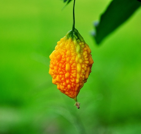 Momordica charantin Linn  closeupの写真素材