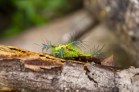 Macro caterpillarの写真素材
