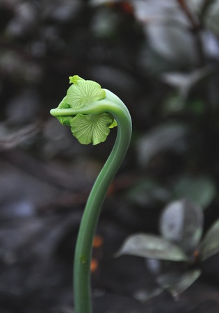 fern ,details of the nature の写真素材