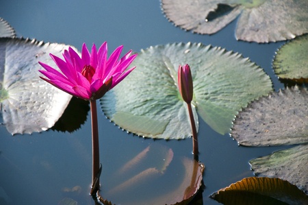 Lotus the beauty of natureの写真素材