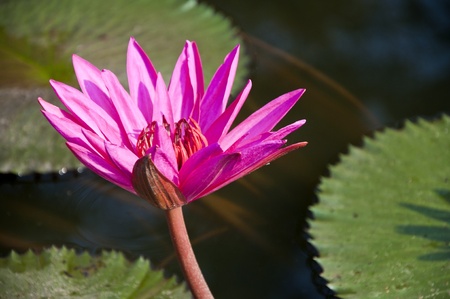Pink lotus in lakeの写真素材