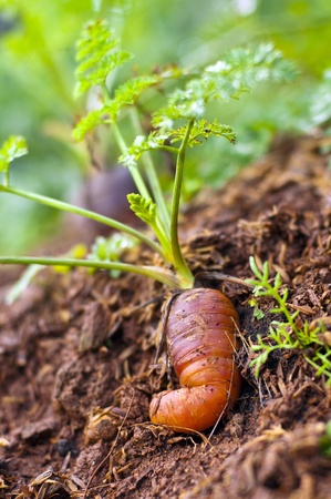 natural carrotの写真素材
