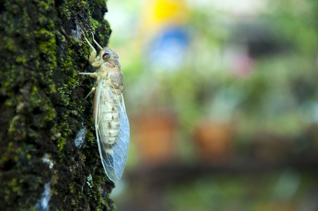 New Cicadaの写真素材