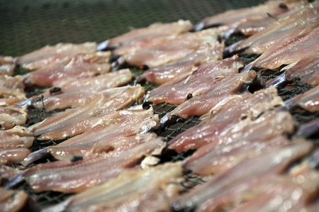 Dried fishes の写真素材