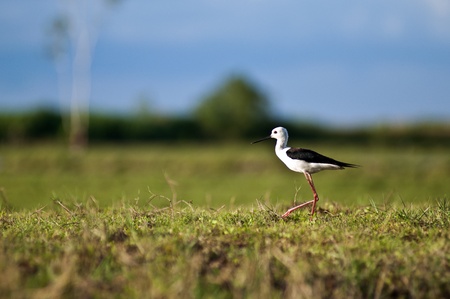 Black-winged Stilt on Grass Himantopus himantopus の写真素材