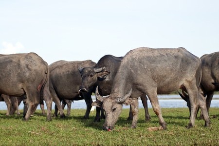group water buffalo eating grass in a field  の写真素材