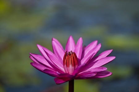 Pink lotus in lake focus oneの写真素材