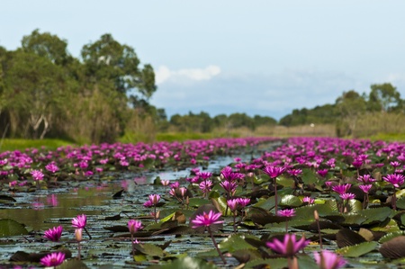 Pink lotus wayの写真素材